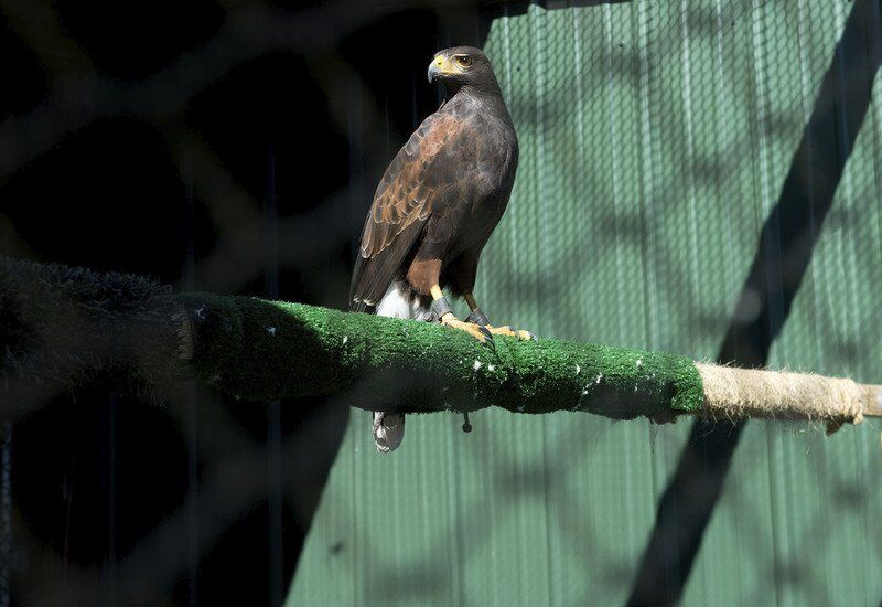 Grant to upgrade housing for PSU's Nature Reach raptors